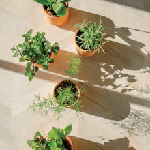 Load image into Gallery viewer, Tiny Terracotta Grow Kits