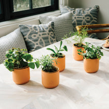 Load image into Gallery viewer, Tiny Terracotta Grow Kits
