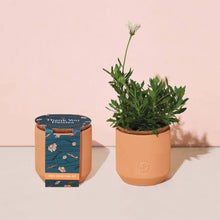 Load image into Gallery viewer, Tiny Terracotta Grow Kits

