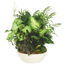 Load image into Gallery viewer, Sympathy Plants - CALL TO ORDER
