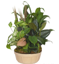 Load image into Gallery viewer, Sympathy Plants - CALL TO ORDER
