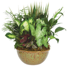 Load image into Gallery viewer, Sympathy Plants - CALL TO ORDER
