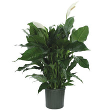 Load image into Gallery viewer, Sympathy Plants - CALL TO ORDER
